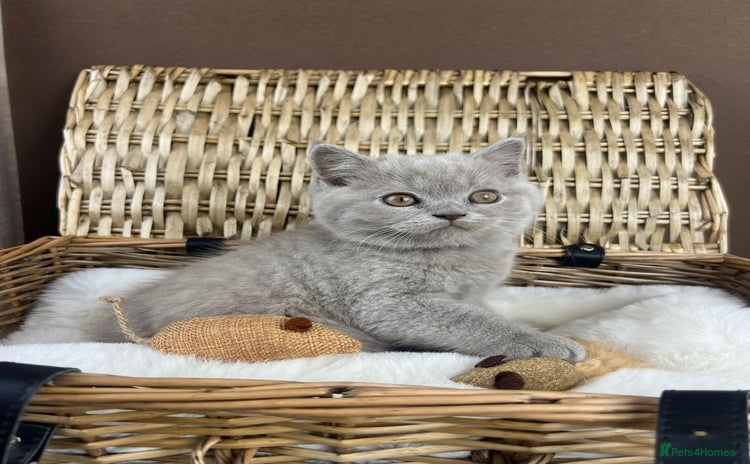 British Shorthair cats - Advert 1