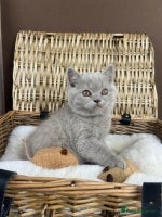 British Shorthair cats - Advert 8