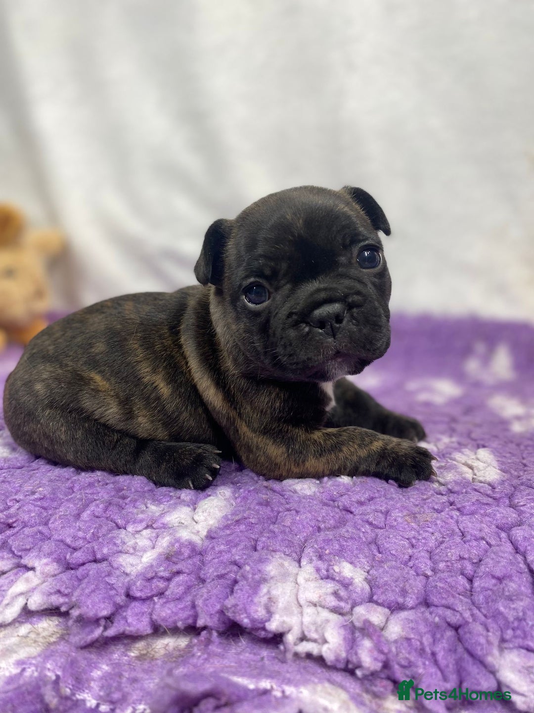 French Bulldog dogs for sale: 15th Gen French Bulldogs (KC reg / breed colours) in Nottingham - Image 7