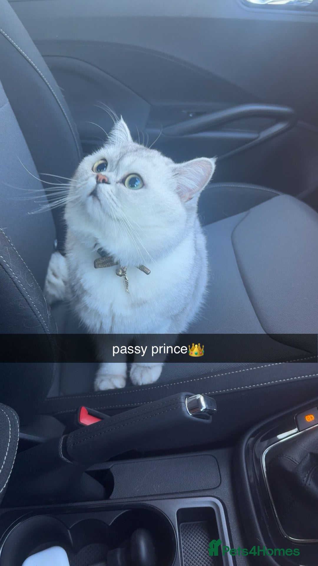 Scottish Fold cats for sale: Stunning Male Silver-Tipped Scottish Straight  - Image 2