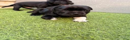 Staffordshire Bull Terrier dogs for sale: Staffordshire bull terrier - Advert 2