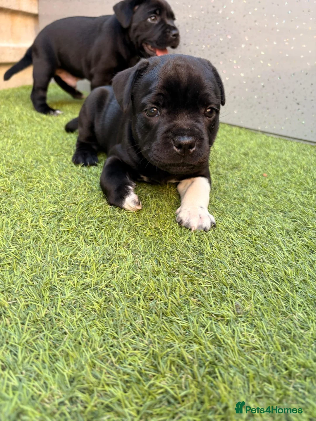 Staffordshire Bull Terrier dogs for sale: Staffordshire bull terrier - Advert 2
