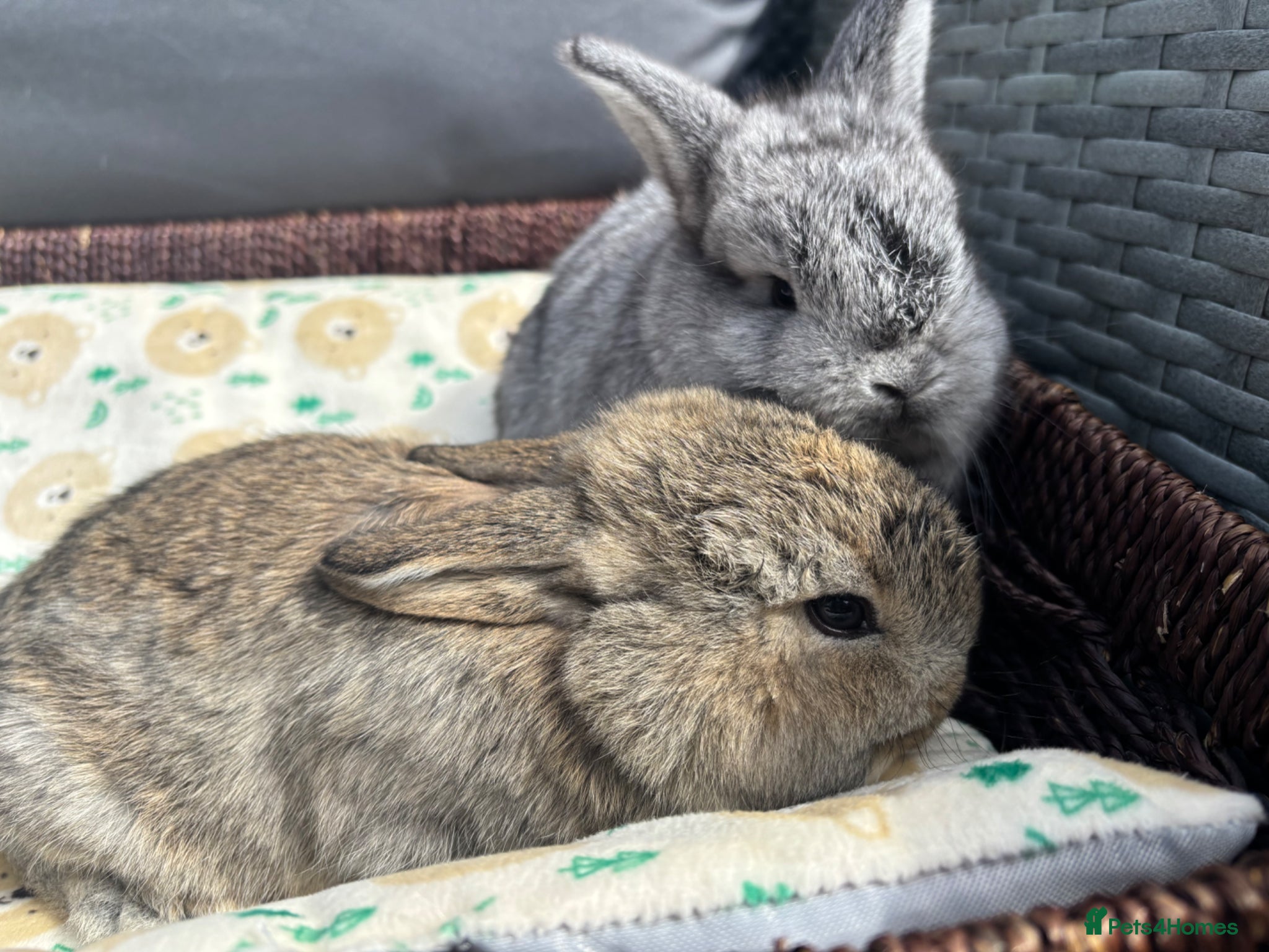 Mixed Breed rabbits Two French x mini lops  - Advert 12