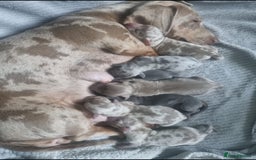 Miniature Dachshund dogs for stud: 🐾HUGO THE BOSS (KC REG & PRA CLEAR) PROVEN STUD🐾 in Manchester - Image 5