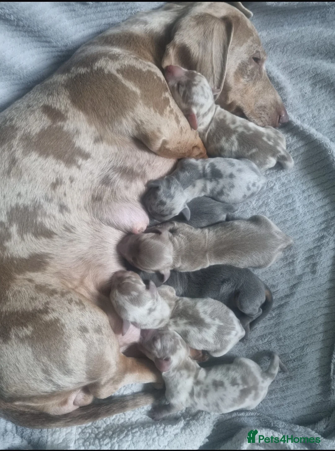 Miniature Dachshund dogs for stud: 🐾HUGO THE BOSS (KC REG & PRA CLEAR) PROVEN STUD🐾 in Manchester - Advert 6