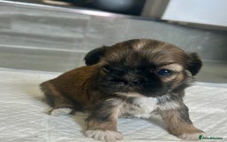 Shih Tzu dogs for sale: Beautiful litter of Shih tzu puppy’s  - Image 8