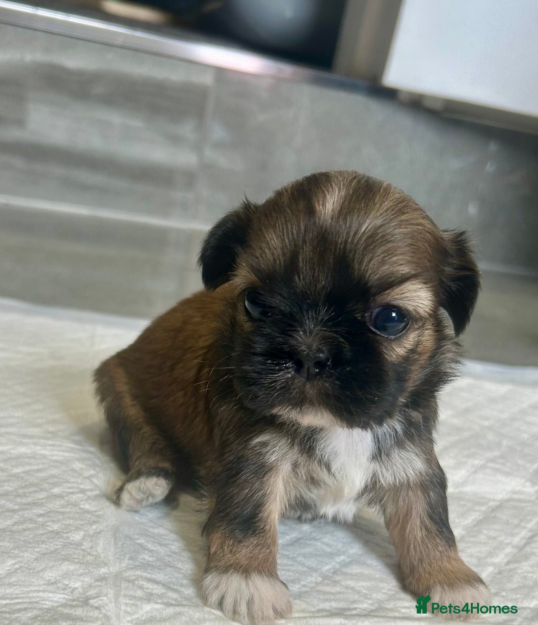 Shih Tzu dogs for sale: Beautiful litter of Shih tzu puppy’s  - Image 8