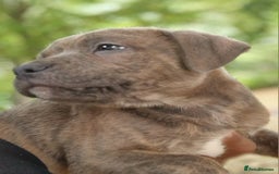 Staffordshire Bull Terrier dogs for sale: Stunning blue Staffordshire Bull terror puppy - Image 7