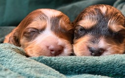 Cockapoo dogs for sale: Charming Mini Cockerpoo puppies  - Advert 4