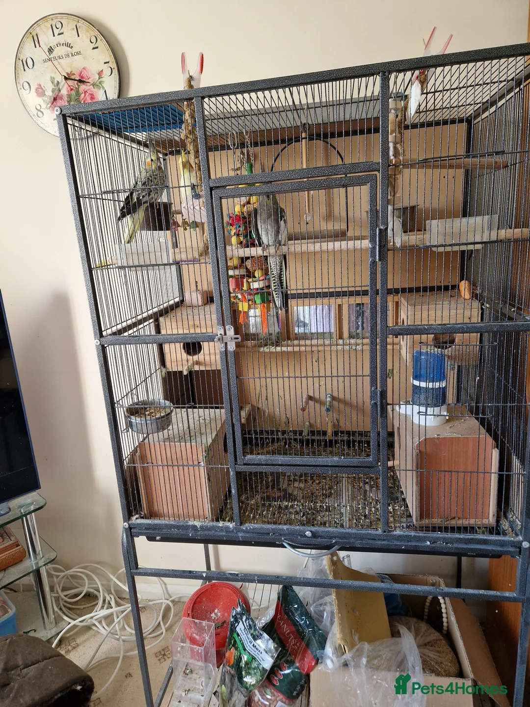 Cockatiels birds for sale: 3 young cockatiels in Boston - Advert 2