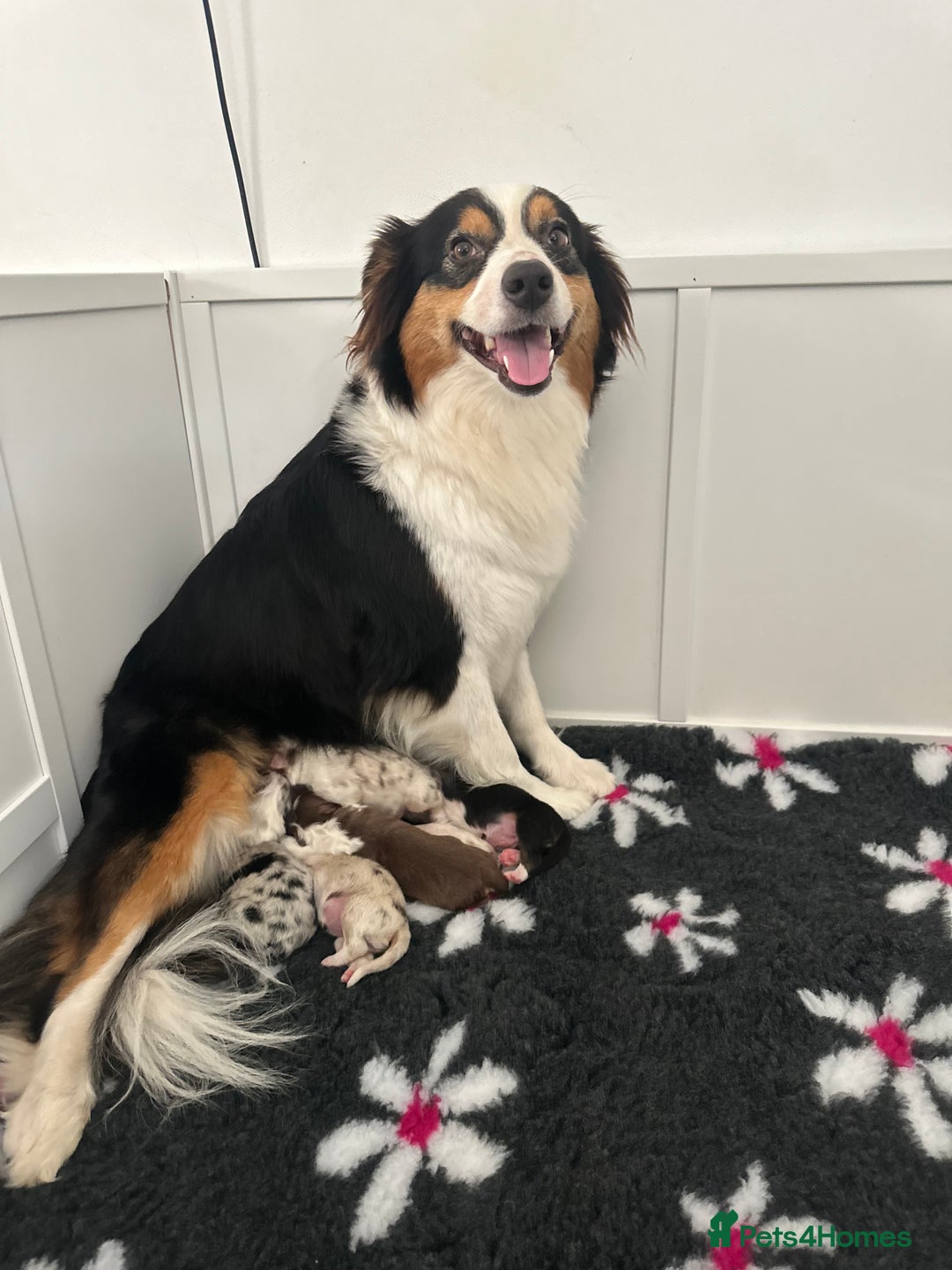 Australian Shepherd dogs for sale: Australian Shepherd Puppies - Image 7