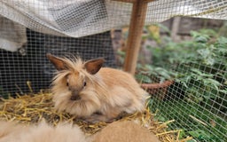 Lionhead rabbits for sale: Lovely ginger lionheads 3 girls 1 boy available - Image 5