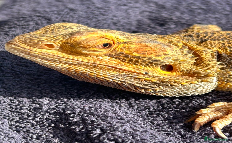 Bearded Dragon reptiles - Advert 1