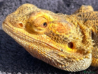 Bearded Dragon reptiles - Advert 12