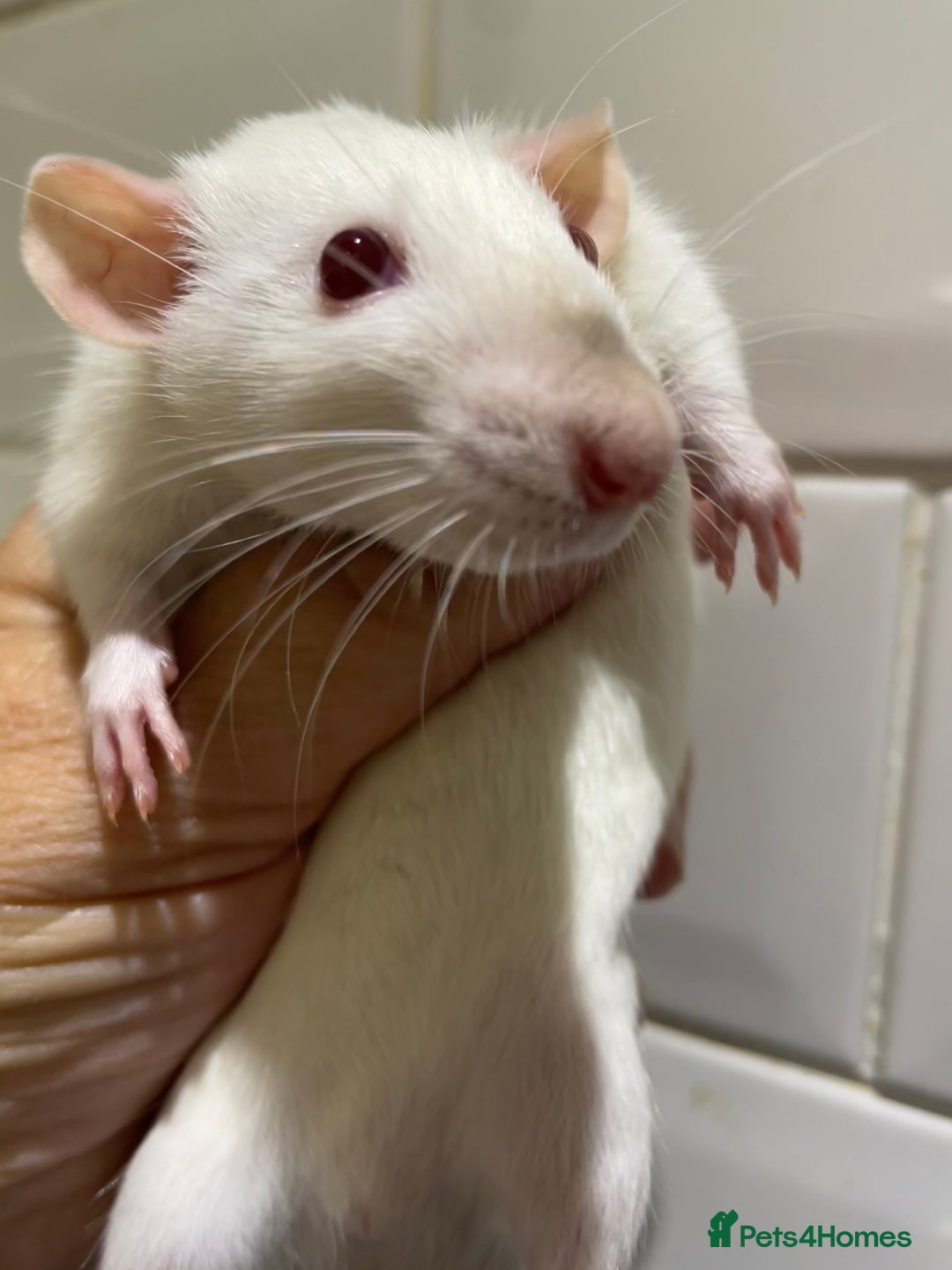 Rat rodents for sale: Very friendly baby rats, including dumbo Siamese  - Image 2