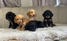 Cockapoo dogs for sale: Beautiful F1 cockapoos ready now  - Image 8