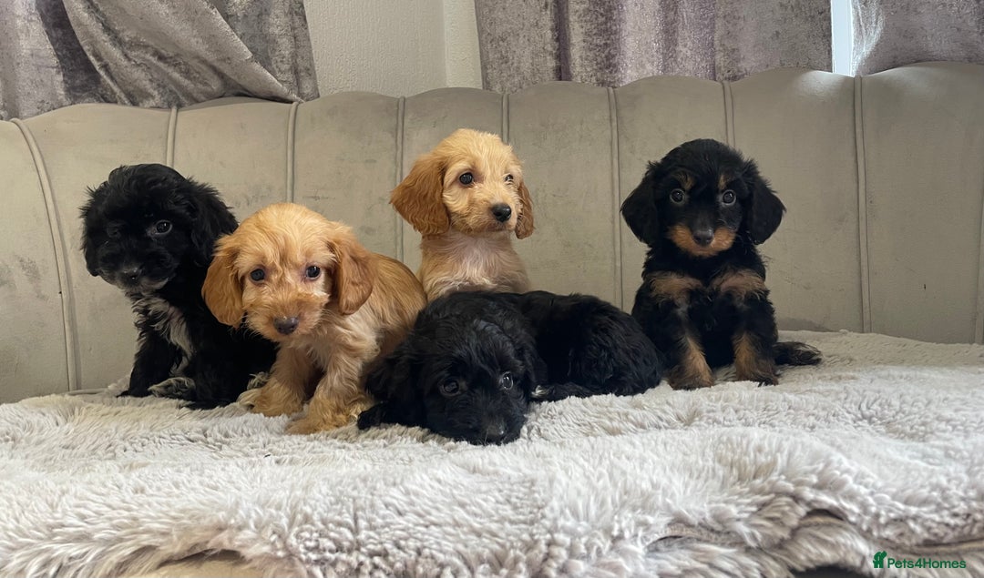 Cockapoo dogs for sale: Beautiful F1 cockapoos ready now  - Image 8