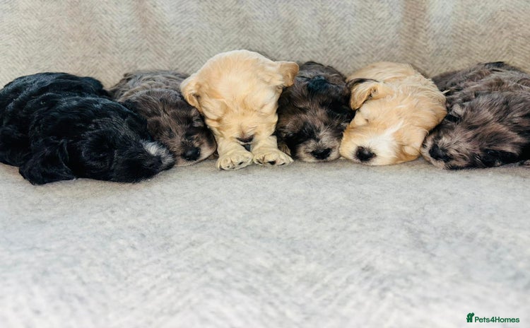 Cavapoo dogs - Advert 4