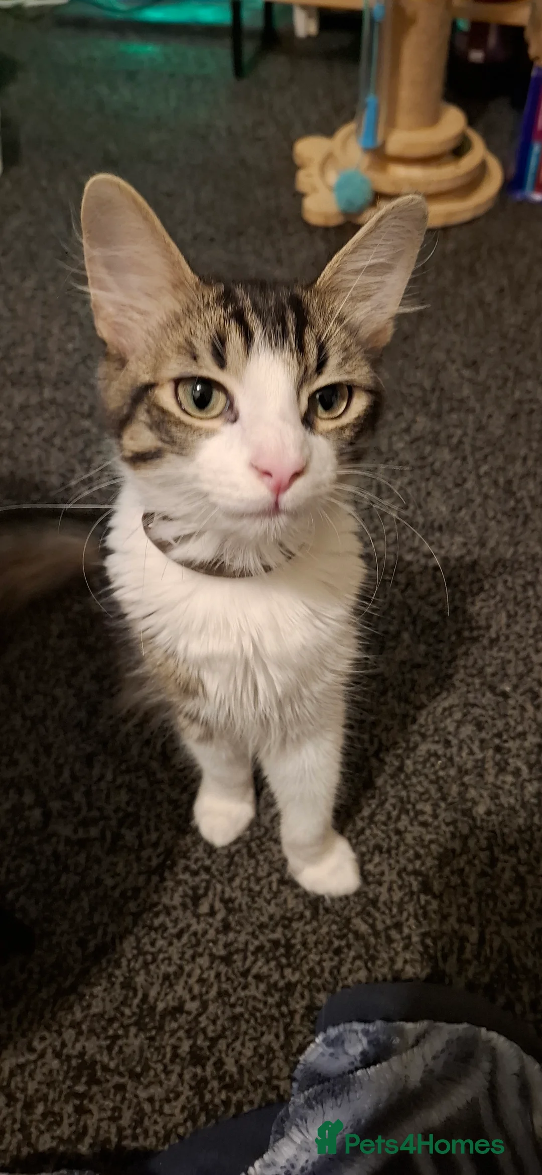 Maine Coon cats for sale: Main coon cross - Advert 4