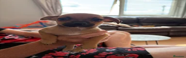 Jack Chi 1