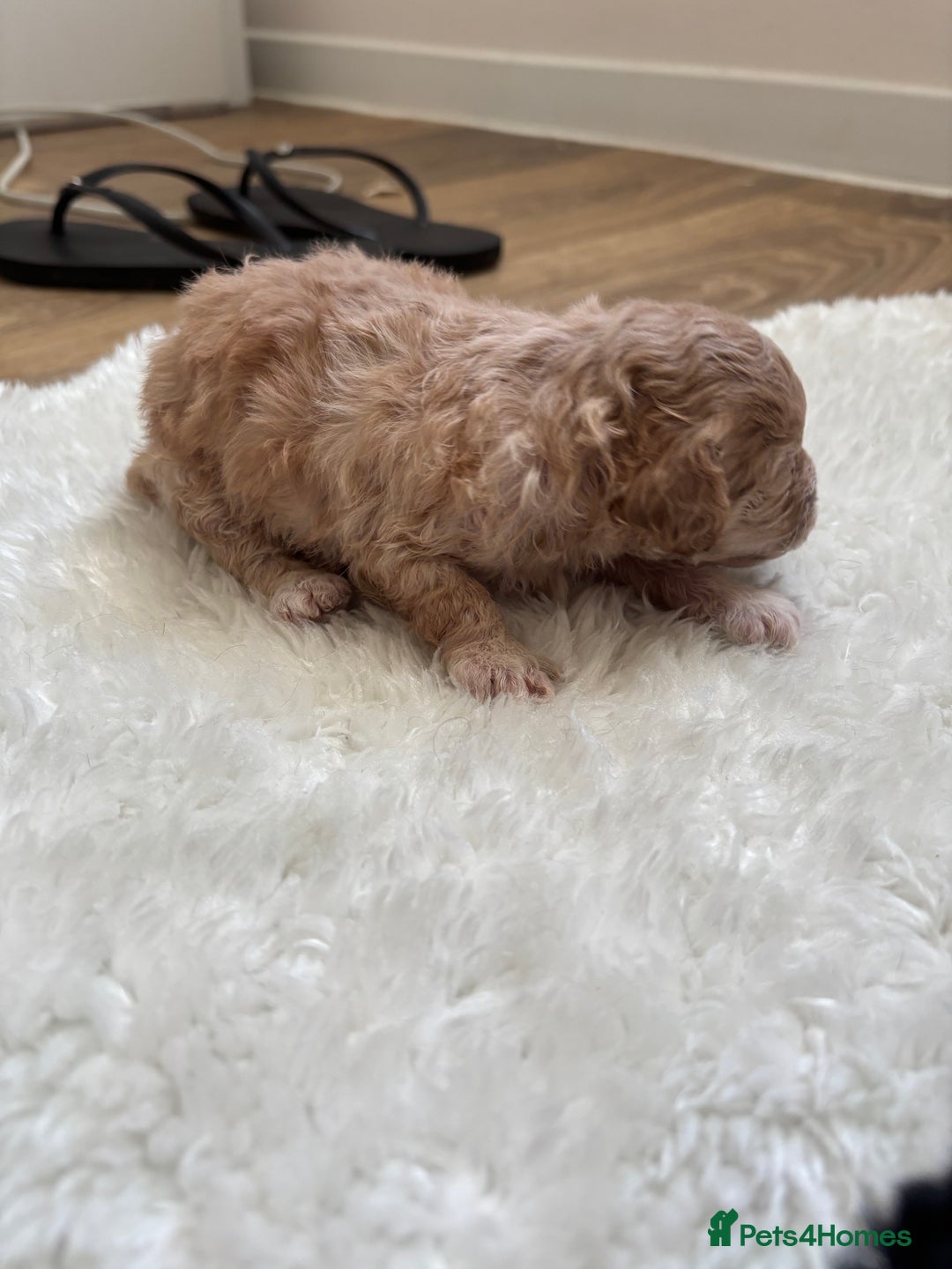 Cockapoo dogs for sale: Miniature f1 cocker poodles  - Advert 6