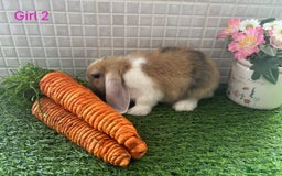 Mini Lop rabbits for sale: Mini lop baby bunnies - Ready now! - Image 29