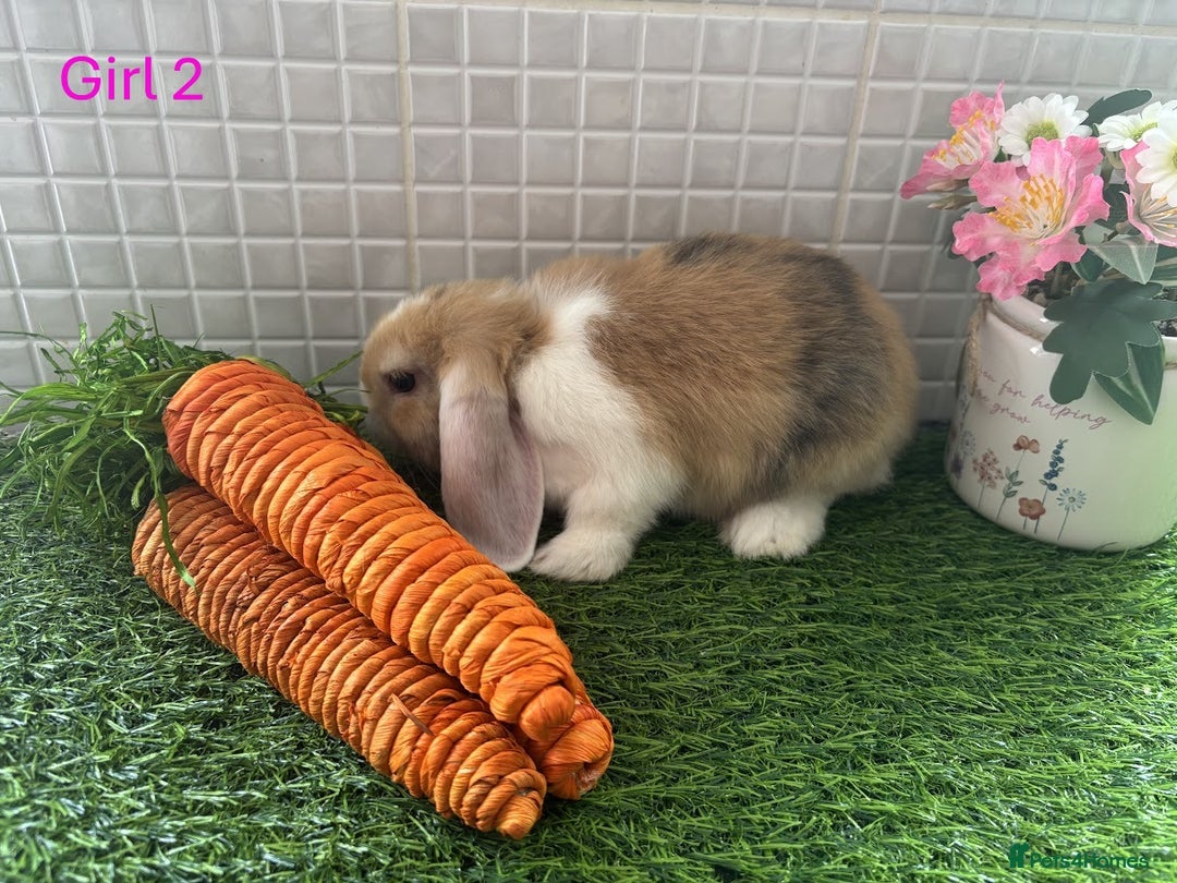 Mini Lop rabbits for sale: Mini lop baby bunnies - Ready now! - Image 29