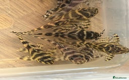 Plecos fish for sale: L333 King Tiger Plecos.  - Image 2