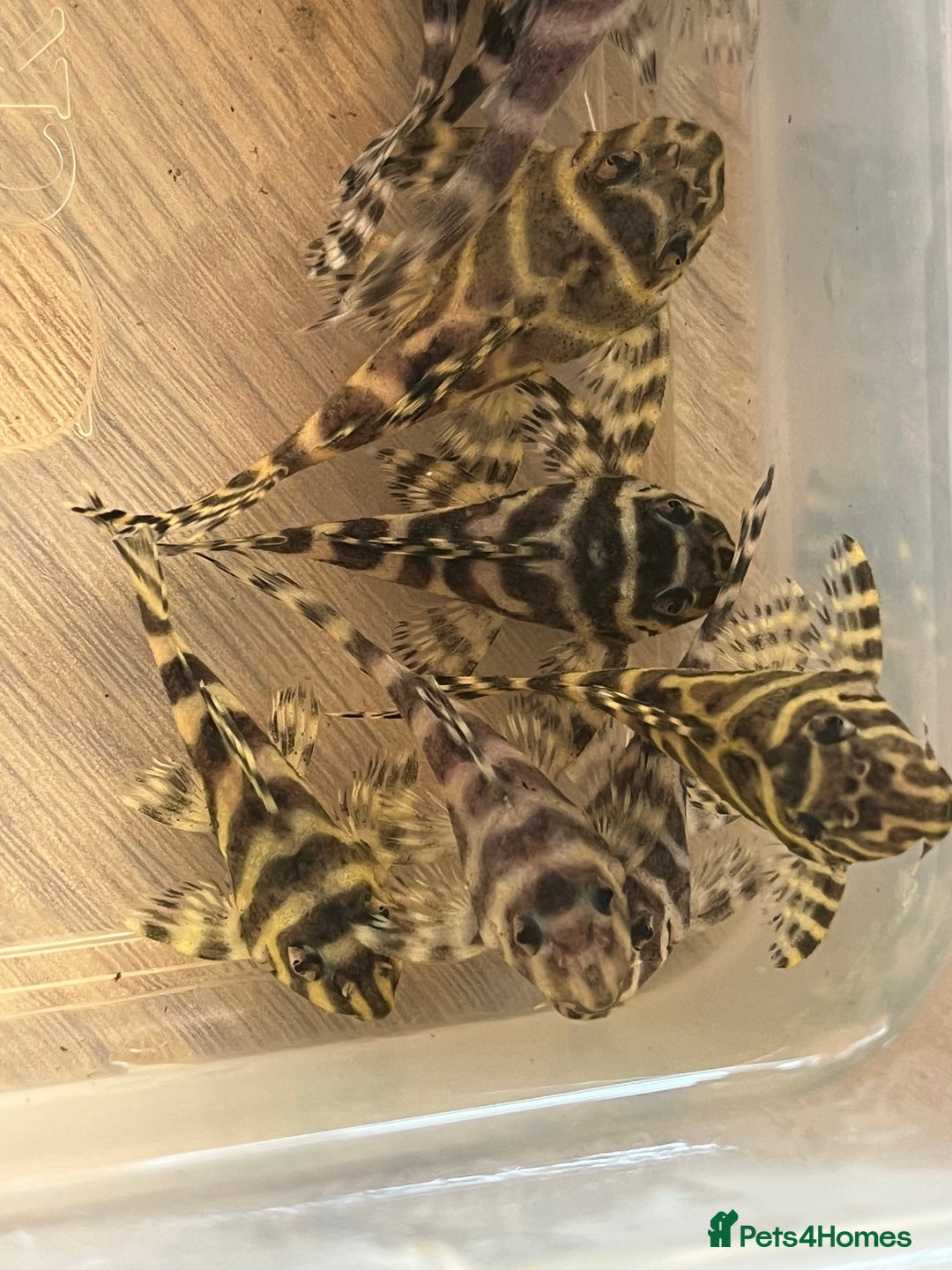 Plecos fish for sale: L333 King Tiger Plecos.  - Image 2