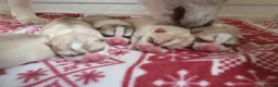 Siberian Husky dogs for sale: KC REG MIXED LITTER 5* BREEDER ON THIS SITE - Advert 3