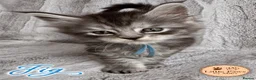 Maine Coon cats for sale: 🌿 THE HERITAGE COLLECTION 🌿 - Advert 8