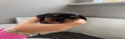 Miniature Dachshund dogs for sale: Beautiful Miniature Dachshund Puppies - Advert 24