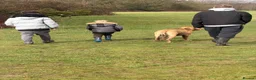 Mixed Breed dogs for sale: Storm - Advert 5