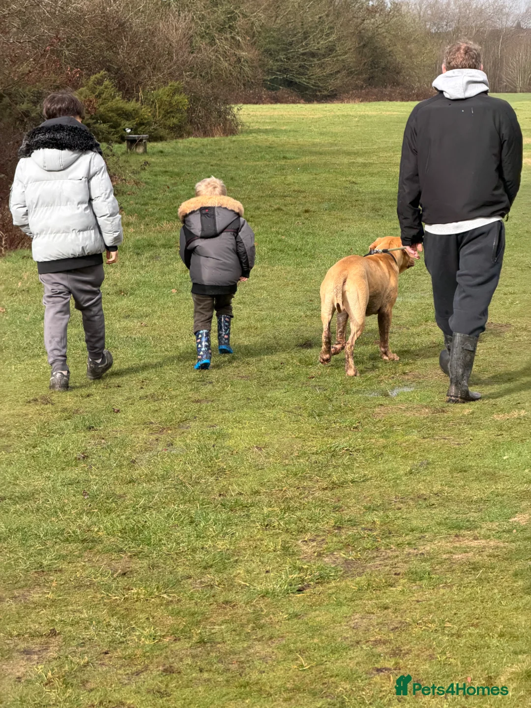 Mixed Breed dogs for sale: Storm - Advert 5