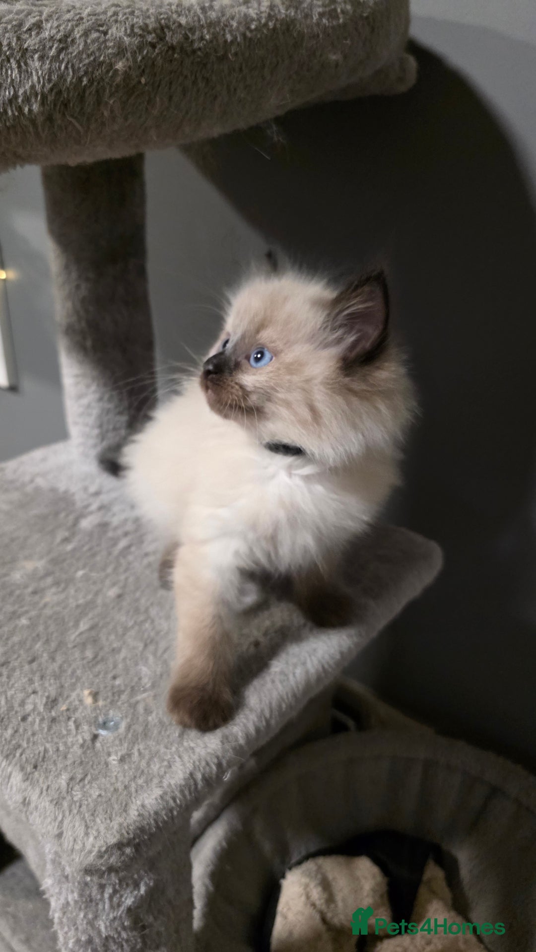 Ragdoll cats for sale: Adorable Ragdoll Kittens  - Advert 8