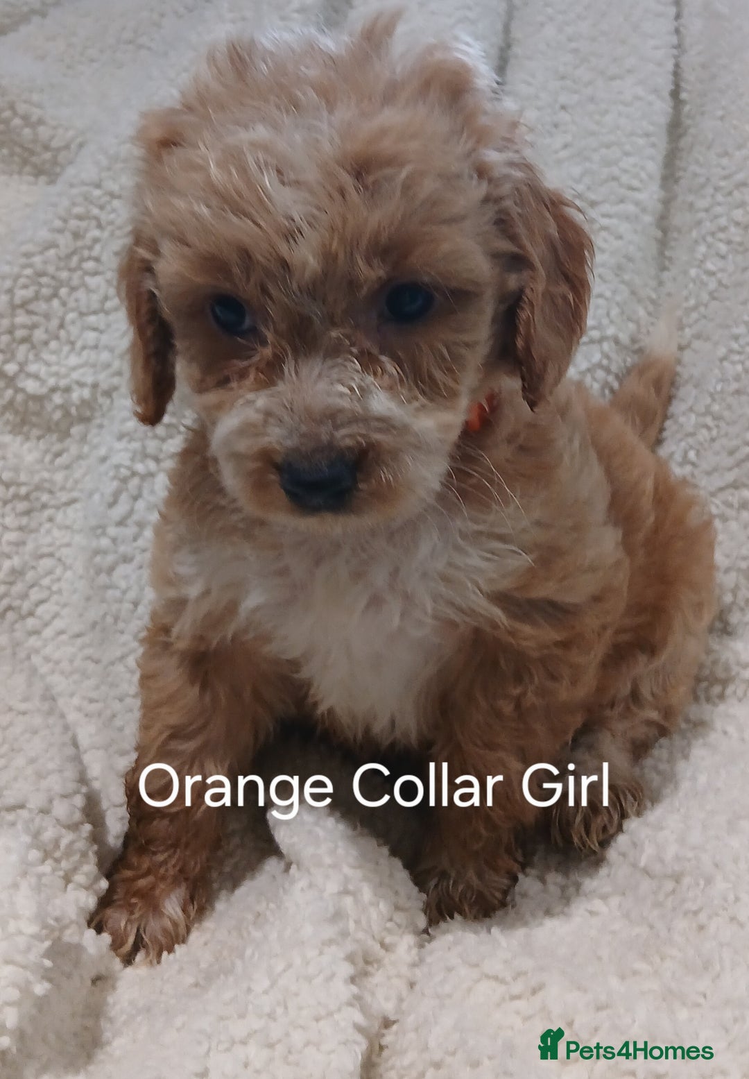 Cockapoo dogs for sale: Cockapoo  Puppies PRA UNAFFECTEDD  - Image 2
