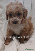 Cockapoo dogs - Advert 5