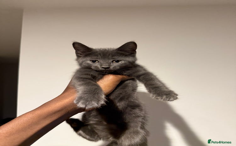 Mixed Breed cats - Advert 3