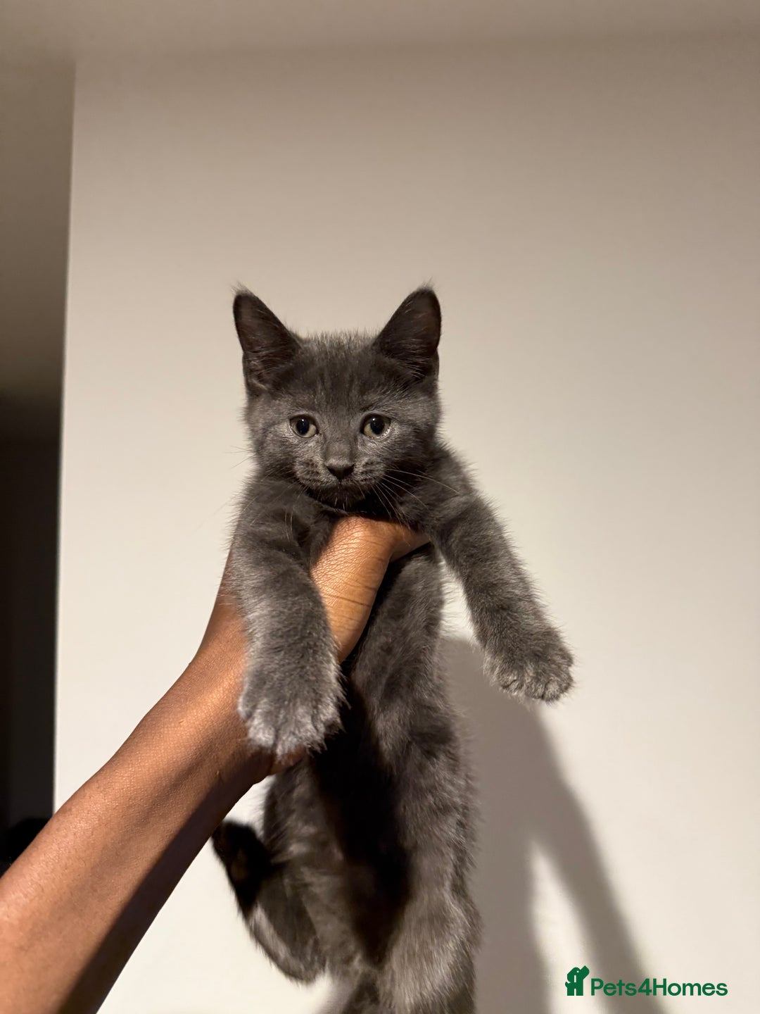 Mixed Breed cats for sale: gorgeous brother kittens 🐾 - Image 1