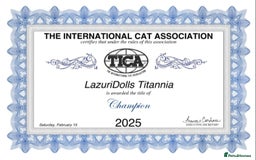 Ragdoll cats for sale: 🩷✨️Lovely Chunky EU kittens✨️🏆TICA Award cattery - Image 8