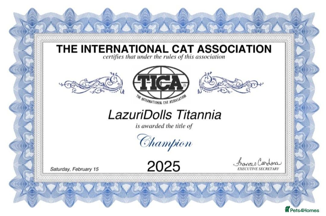 Ragdoll cats for sale: 🩷✨️Lovely Chunky EU kittens✨️🏆TICA Award cattery - Image 8