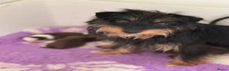 Mixed Breed dogs for sale: Adorable Jack Russell X Terrier puppies - Advert 10