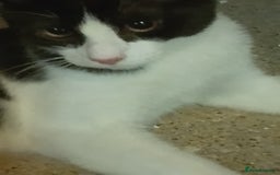 Mixed Breed cats for sale: One little tuxedo 🥰 - Image 7