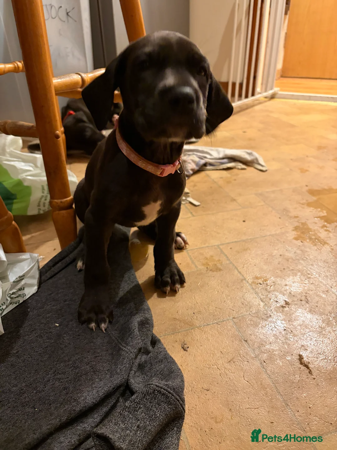Great Dane dogs for sale: 9 Pure Bred Dane Pups  - Advert 9
