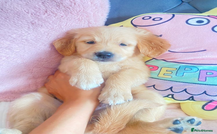 Golden Retriever dogs - Advert 1