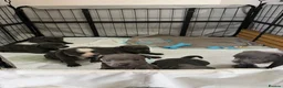 Staffordshire Bull Terrier dogs for sale: KC Registered Staffordshire Bull Terrier Puppies - Advert 5