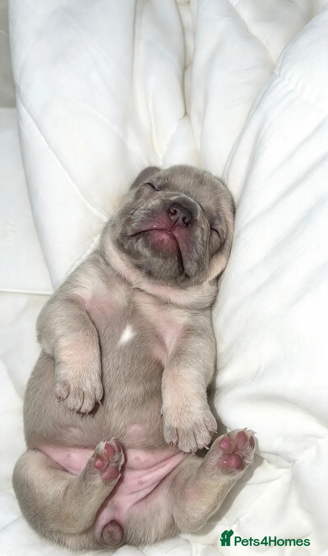 French Bulldog dogs for sale: 2 stunning girls available  - Advert 2