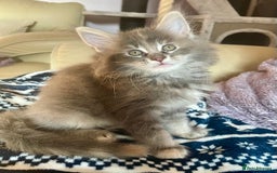 Maine Coon cats for sale: Purebred Maine Coons looking for a loving home 😻 - Image 2