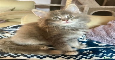 Maine Coon cats - Advert 8