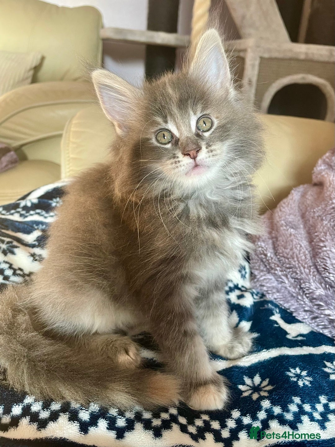Maine Coon cats for sale: Purebred Maine Coons looking for a loving home 😻 - Image 2